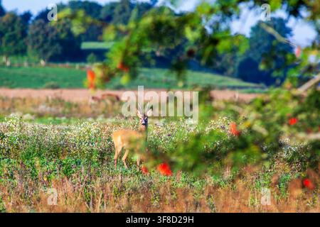 Rehbock auf einer Wiese mit einigen Ebereschenzweigen Stockfoto
