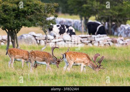 Damhirsche grasen auf der Wiese Stockfoto