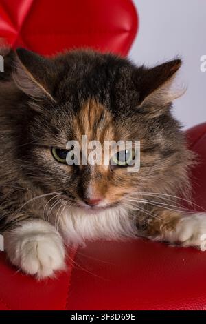 Nahaufnahme-Porträt einer Hauskatze mit grünen Augen. Flauschige dreifarbige Katze ruht auf einer leuchtend roten Oberfläche, Konzept von Haustieren. Stockfoto
