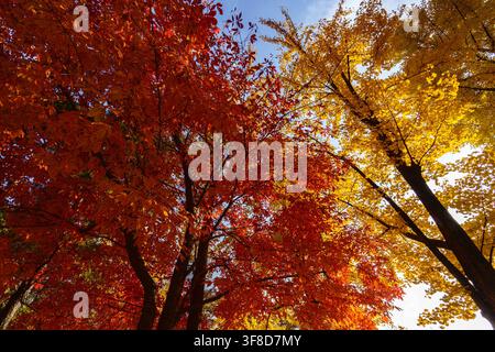 Nach oben schauen zu bunten Herbstblättern vor dem Himmel Stockfoto