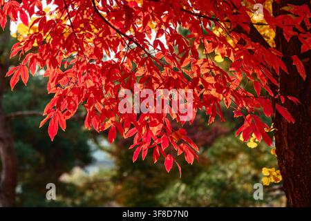 Nahaufnahme von leuchtend roten Ahornblättern im Herbst Stockfoto
