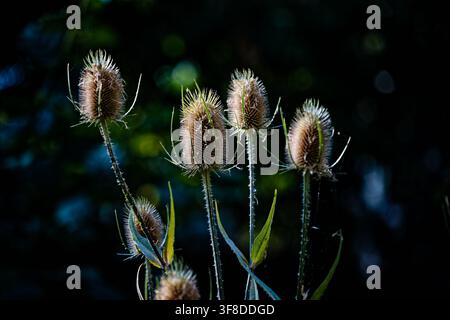 Der stachelige Kopf einer Karde-Pflanze, gegen das Licht, geringe Tiefenschärfe, England Stockfoto