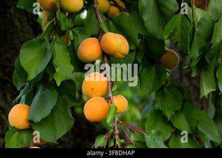 Reife Aprikosen hängen an einem Ast in einem Sommerobstgarten. Stockfoto