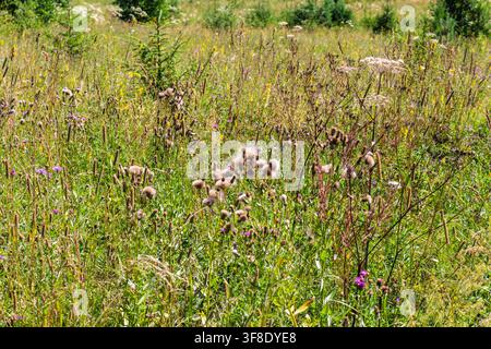 Üppige Sommermwiese voller verschiedener Wildgräser, flauschiger Distelköpfe und heller Wildblumen, die unter der warmen Sonne in einer ruhigen Landschaft blühen Stockfoto