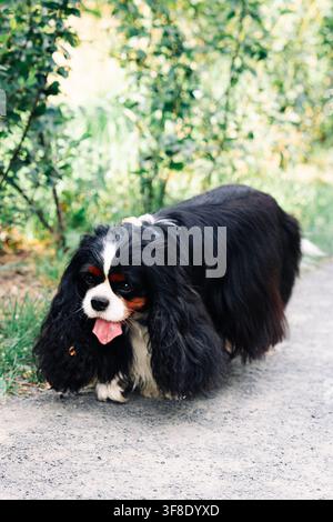 Erwachener Cavalier-King-Charles-Spaniel-Hund im Freien, Porträt. Stockfoto