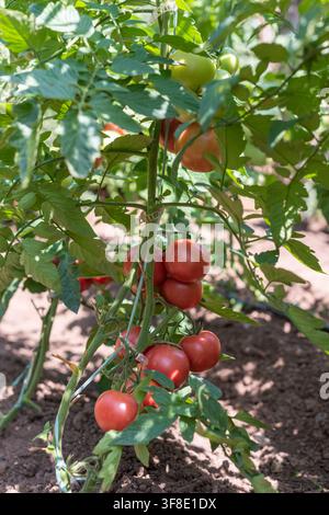 Reife rote und unreife grüne Tomaten, die in Büscheln an einer gesunden Tomatenpflanze im hellen direkten Sonnenlicht wachsen. Vertikale Ansicht eines Teils der Pflanze, zeigend Stockfoto