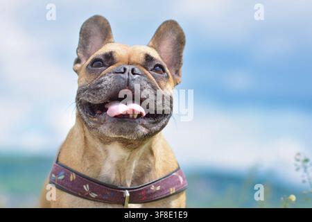 Süßer, glücklicher französischer Bulldogge, der mit lustigem Gesichtsausdruck gegen den blauen Himmel hechelt Stockfoto