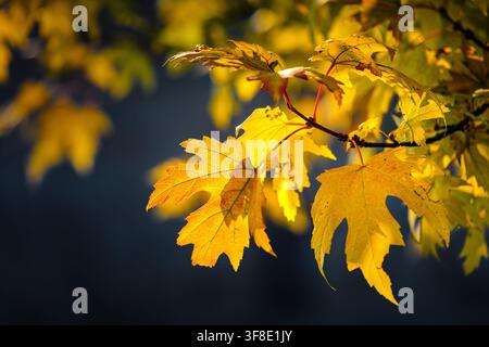 Nahaufnahme von leuchtend gelben und goldenen Ahornblättern, die von warmem Herbstsonnenlicht beleuchtet werden, mit einem dunklen unscharfen Hintergrund Ende Oktober Stockfoto