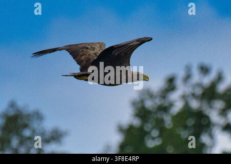 Mauersegler (Haliaeetus albicilla) fliegt über grüne Baumwipfel unter wolkigem Himmel. Großer Raubvogel in Flugprofilansicht, majestätischer wilder Greifvogel Stockfoto