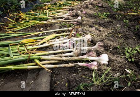 Knoblauchknollen, die frisch aus dem Boden gegraben wurden, trocknen auf dem Feld auf dem Boden. Stockfoto