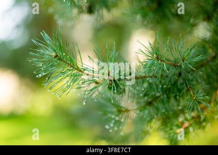 Kieferzweig mit frischen grünen Nadeln, die nach dem Regen mit Regentropfen bedeckt sind. Wassertropfen glitzern auf immergrünem Laub in weichem natürlichem Licht. Stockfoto