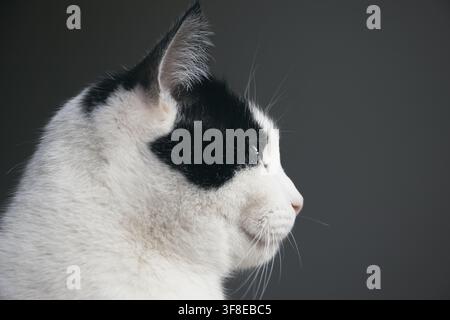 Porträt einer schwarzweißen Katze, Nahaufnahme Stockfoto
