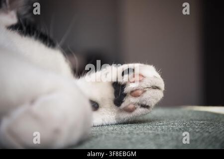 Nahaufnahme einer Pfote einer schwarz-weißen Katze Stockfoto