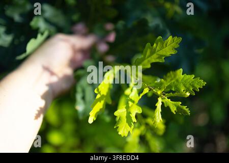 Frische grüne Eichenblätter im Sonnenlicht Stockfoto