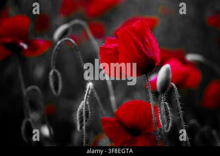 Rote Mohnblumen wirken lebhaft auf schwarz-weißem Hintergrund Stockfoto