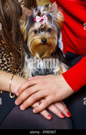 Ein süßer Yorkshire-Terrier-Welpe mit einer rosa Schleife sitzt bequem zwischen den Händen eines Paares. Stockfoto