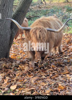 Majestätische haarige Hochlandkuh mit langen Hörnern steht in einem Wald, der mit Herbstblättern bedeckt ist, Kent. Flauschiges schottisches Hochlandrind in einer Waldlandschaft Stockfoto