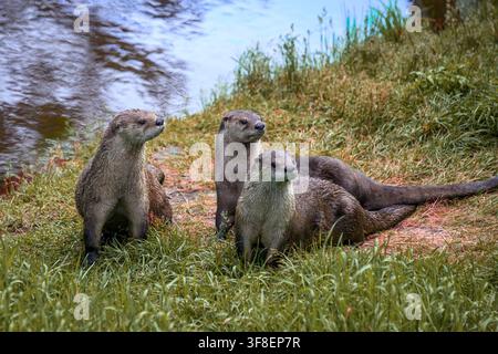 Flussotter - Lontra canadensis Stockfoto