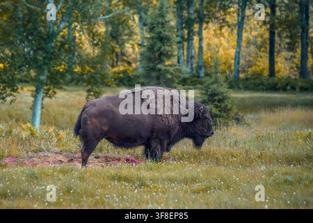 Amerikanischer Bison - Bison bison Stockfoto