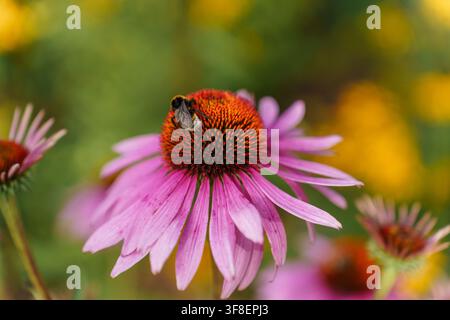 Makroaufnahme einer Hummel, die Nektar auf einer leuchtend violetten Sonnenblume sammelt, wobei die feinen Details der Blume und des Insekts in einer Gartenumgebung, saisonalem Wachstum und Artenvielfalt zur Darstellung kommen Stockfoto