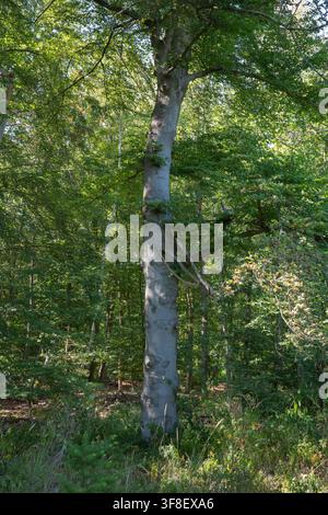 Ein hoher Baum ist in einem dichten Wald mit grünen Blättern zu sehen. Sonnenlicht scheint durch die Äste und erzeugt eine helle Atmosphäre. Der Wald hat Mann Stockfoto
