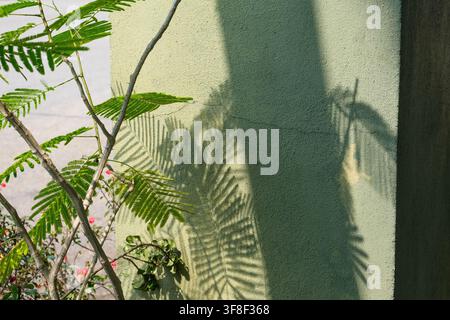 Tropische Blätter und botanische Schatten, die von hellem Sonnenlicht auf eine texturierte grüne Wand in Taiping, Perak, Malaysia geworfen werden. Stockfoto