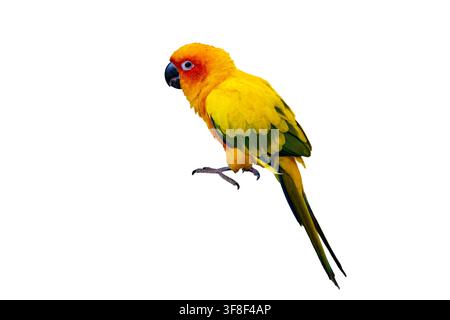 Bunte Sonnenkeatung auf weißem Hintergrund isoliert, tropischer exotischer Vogel, Porträt Stockfoto