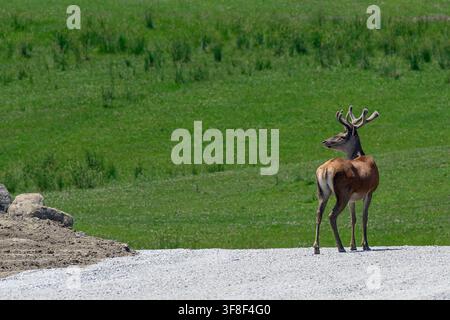 Rotwild - Cervus elaphus Stockfoto