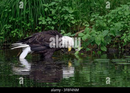 Weißkopf-Seeadler - Haliaeetus leucocephalus Stockfoto