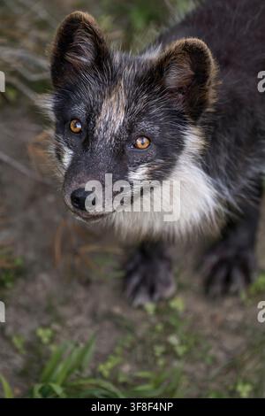 Polarfuchs (Sommerfell) - Vulpes lagopus Stockfoto