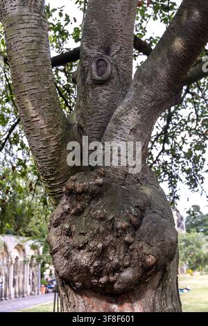 York, England, Vereinigtes Königreich - 18. Juli 2026: Nahaufnahme eines reifen Baumstamms mit strukturierter Rinde, Astknoten und natürlichen Knorren, der in einer Gartenumgebung wächst Stockfoto