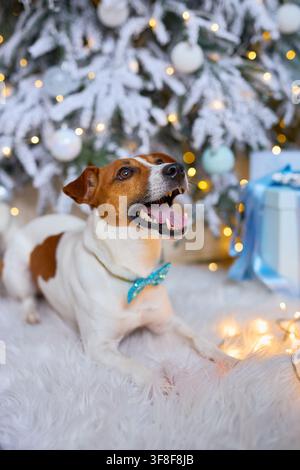 aufgeregter Jack-Russell-Terrier mit offenem Maul, der eine glänzende blaue Fliege trägt, liegt auf einem flauschigen weißen Teppich, der von leuchtenden Lichterketten beleuchtet wird, vor Stockfoto