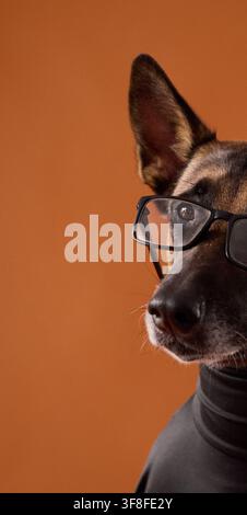 Nahaufnahme eines Belgischen Malinois in einer Brille und einem eleganten schwarzen Rollkragenpullover. Der warme orangefarbene Hintergrund verleiht dem humorvollen Bild einen kräftigen kommerziellen Stil Stockfoto