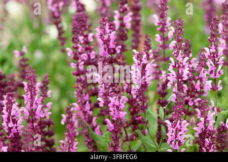 Salvia nemorosa 'Rose Queen', Balkan-Klee in Blüte; dichte tiefrosa Blütenstände im Sommer Stockfoto