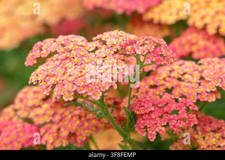 Achillea millefolium Forncett Fletton Schafgarbe in Blüte, flache Blütenköpfe mit gelbem Zentrum und orange-roten Blüten im Sommer Stockfoto