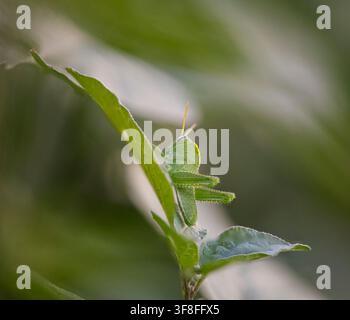 Sehr kleiner grüner Grashüpfer auf einer nordportugiesischen Wiese. Stockfoto
