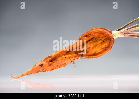 Geschnittene gelbe Rote Bete Stockfoto