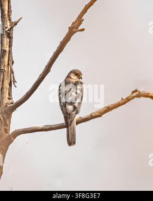 Ein Shikra, der auf einem Baum sitzt und zurückblickt Stockfoto