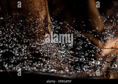Wassertropfen, die auf einem Spinnennetz funkeln Stockfoto