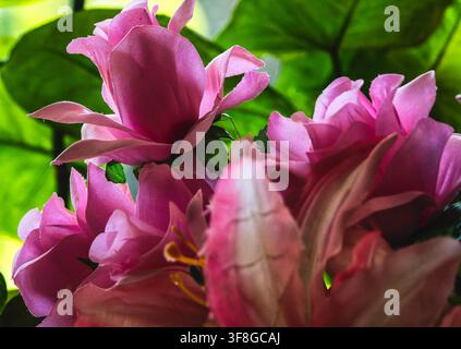 Eine tulpenförmige Blüte in Rosa und Violettrot mit auffälligen Staubfäden Stockfoto