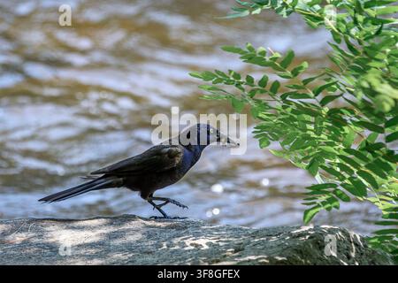 Allerweltsdoppelschnabel - Quiscalus quiscula Stockfoto