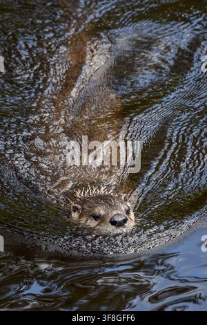 Flussotter - Lontra canadensis Stockfoto