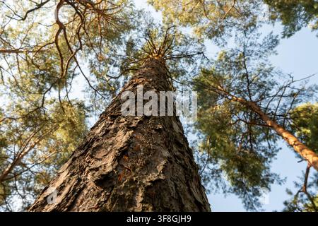 Eine niedrig angelegte Aufnahme, die nach oben zum mächtigen Stamm und dem üppigen grünen Kronendach einer alten Kiefer in einem ruhigen Wald blickt. Die Größe und Schönheit der Natur. Stockfoto