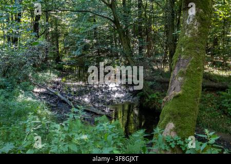 Ein kleiner, gewundener Bach fließt sanft durch einen üppigen, grünen Laubwald voller moosbedeckter Bäume und umgestürzter Baumstämme. Stockfoto
