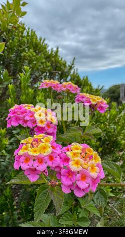 Eine Nahaufnahme von blühenden Lantana-Blumen in einem ruhigen Außengarten, umgeben von üppigem grünen Laub und einem bewölkten Himmel. Diese Naturfotografie Sze Stockfoto