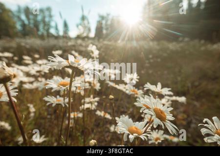 Gänseblümchen im sonnigen Wiese Stockfoto