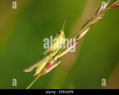 Winziges grünes Grashüpfer-Insekt, das auf einem wilden Getreidehalm in einer Sommermeadow sitzt. Nahaufnahme-Makrofotografie mit scharfen Details und verschwommenem hellem grünem Hintergrund. Ideal für Natur- und Öko-Konzept Stockfoto