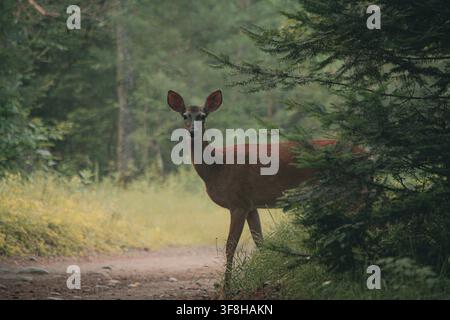 Hirsch geht im Wald Stockfoto