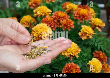 Nahaufnahme von Händen, die gesammelte getrocknete Ringelblumensamen halten, mit blühender gelber und orangefarbener Ringelblumenblüte im verschwommenen Hintergrund Stockfoto
