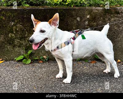 Fröhlicher Jack-Russell-Terrier schaut mit herausgestreckter Zunge in die Kamera, während er im Freien steht. Freundliches Haustier einer Familie genießt einen Spaziergang Stockfoto